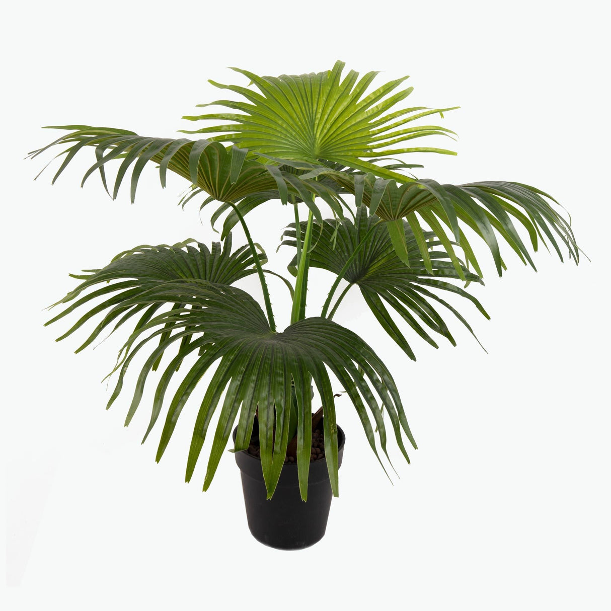 Flora Palmu 80 cm