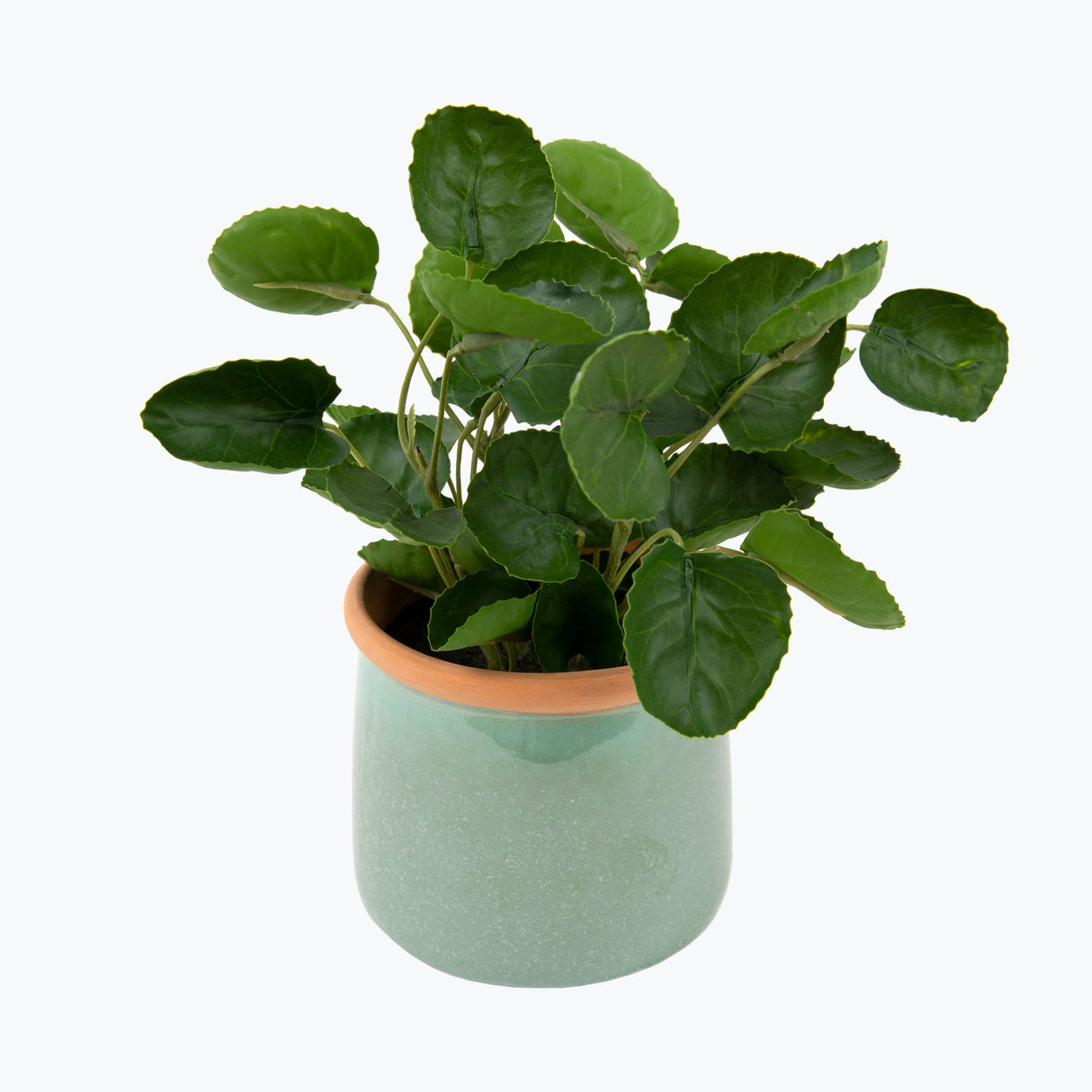 Flora Piilea