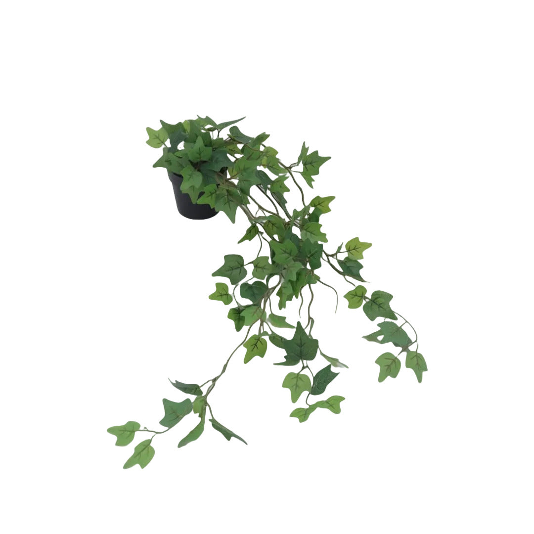 Flora muratti 65 cm