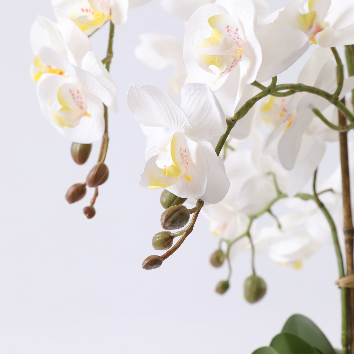 Orkidea valkoinen 52 cm musta ruukku