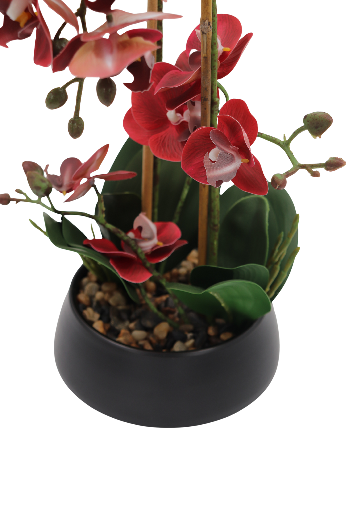 Orkidea viininpunainen 47 cm musta ruukku