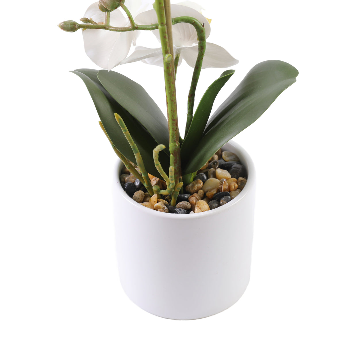 Valkoinen orkidea 35 cm