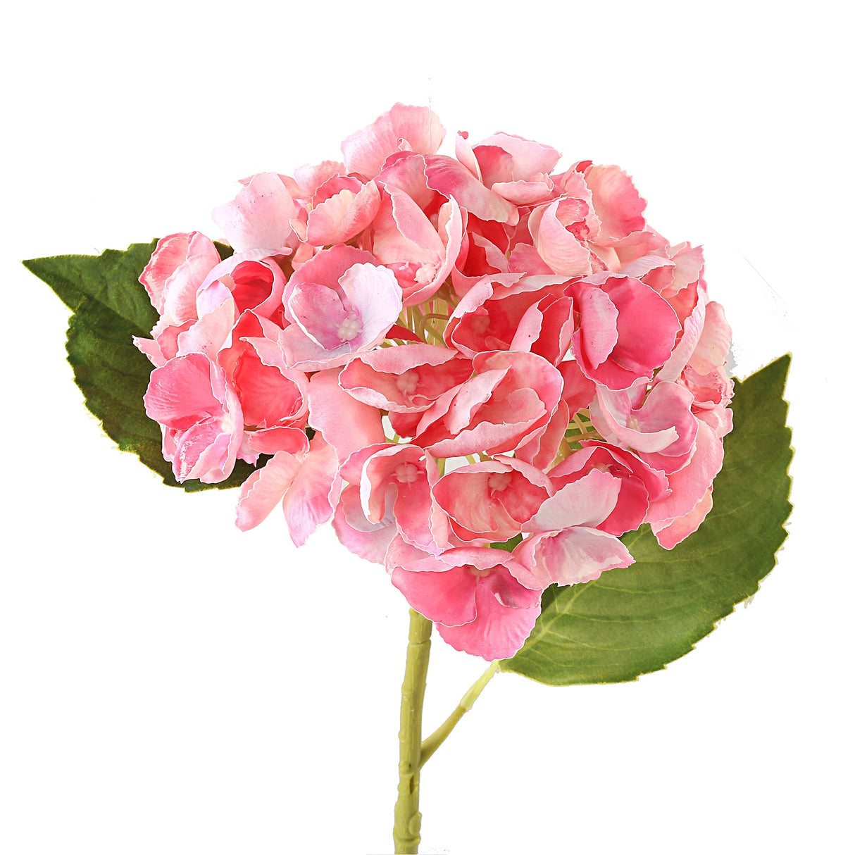 Hortensia roosa 3 kpl