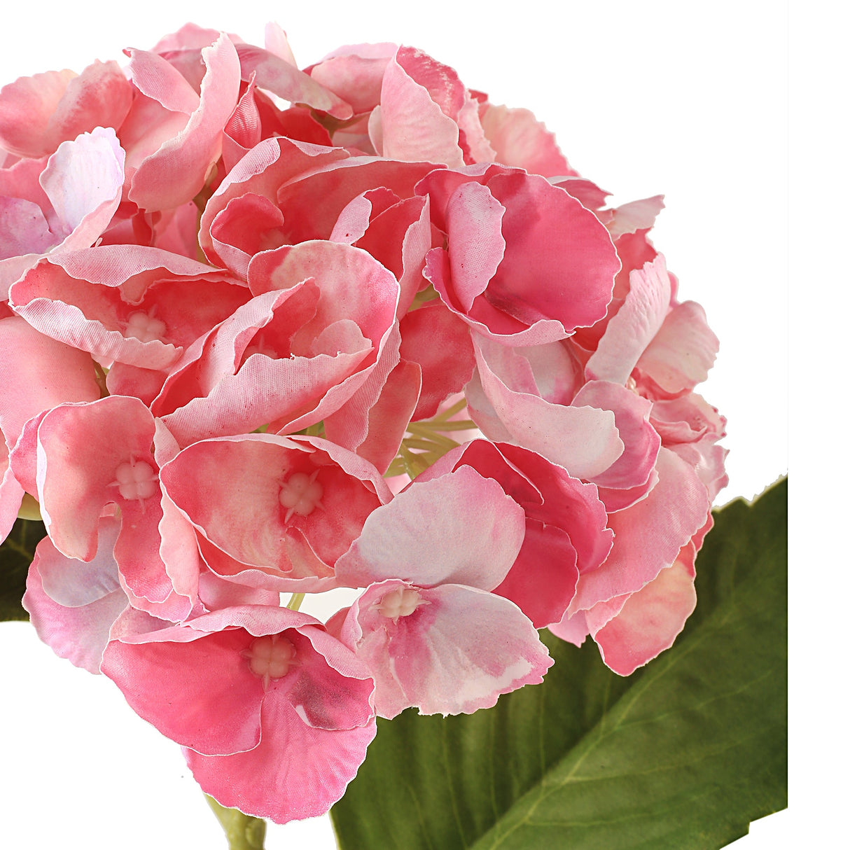Hortensia roosa 3 kpl