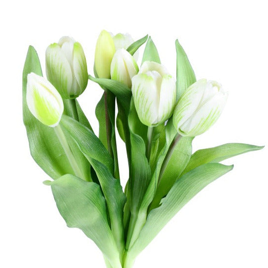 Tulppaani tulppaanit valkoinen 33 cm 7 kpl