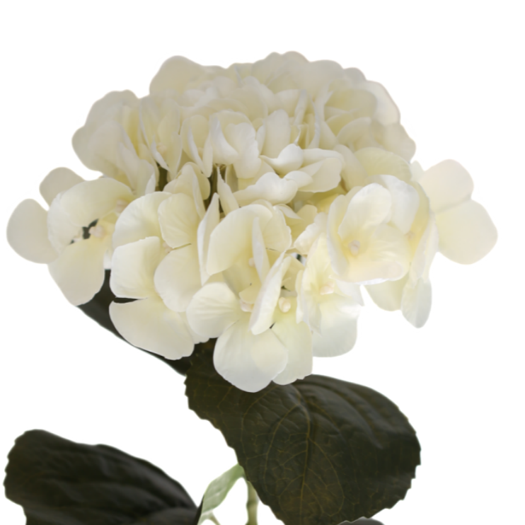 Hortensia valkoinen 62 cm