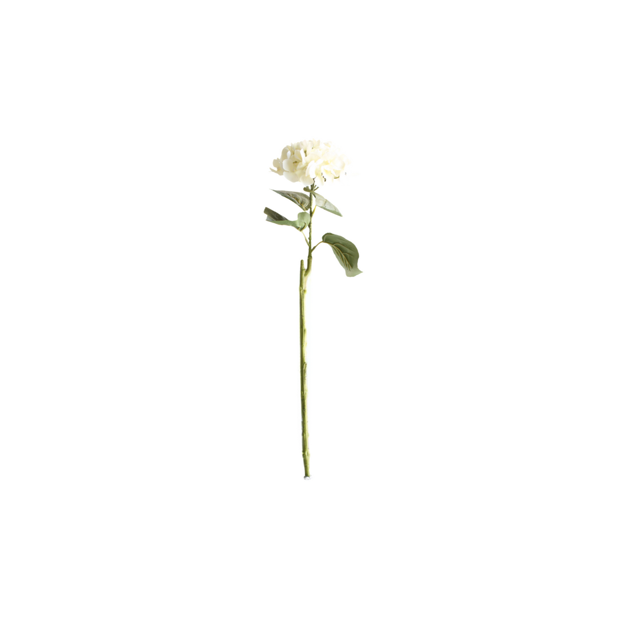 Hortensia valkoinen 62 cm