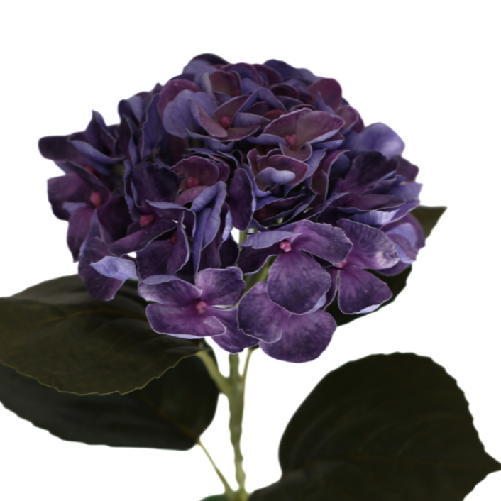 Hortensia sininen 62 cm