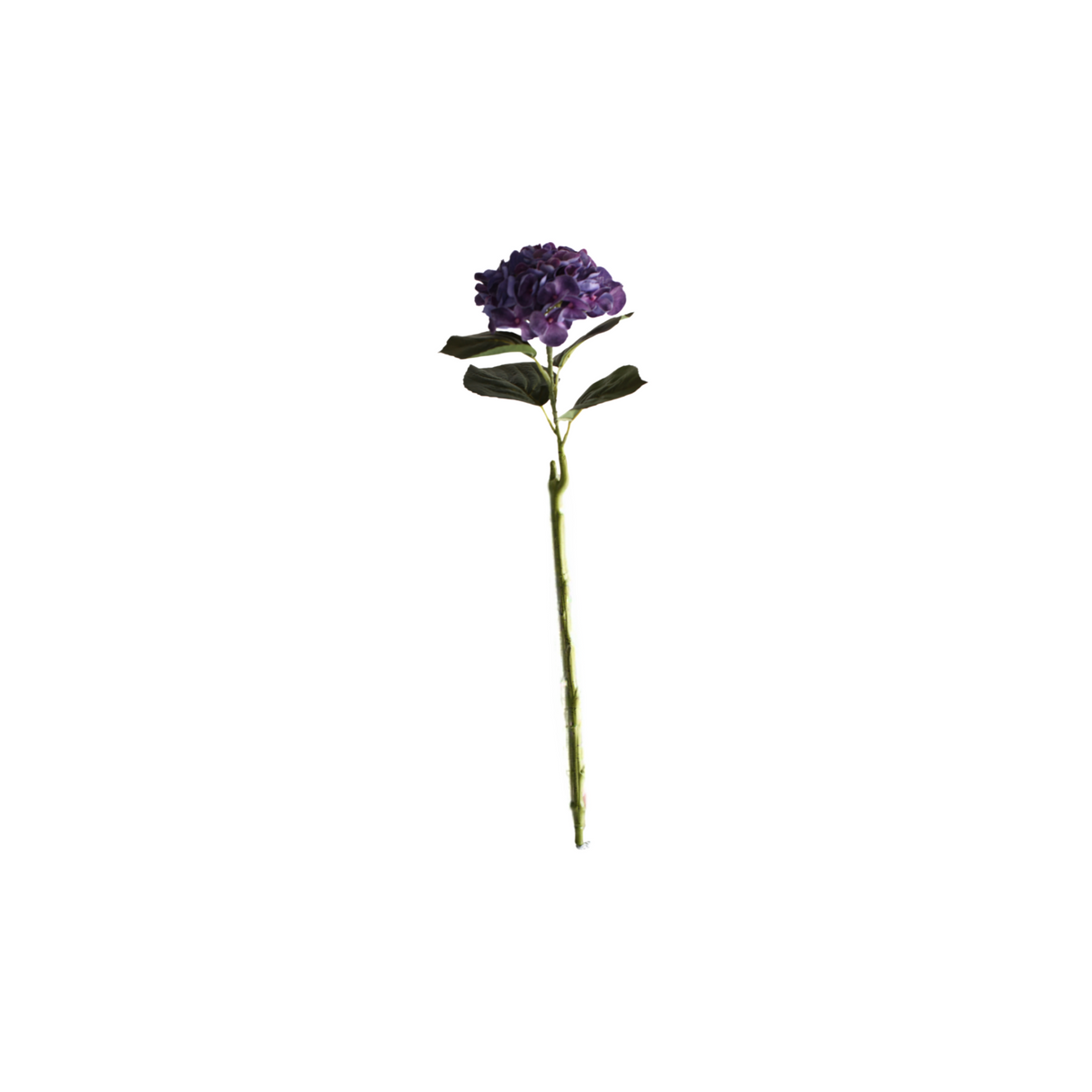 Hortensia sininen 62 cm