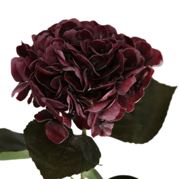 Hortensia viininpunainen 62 cm