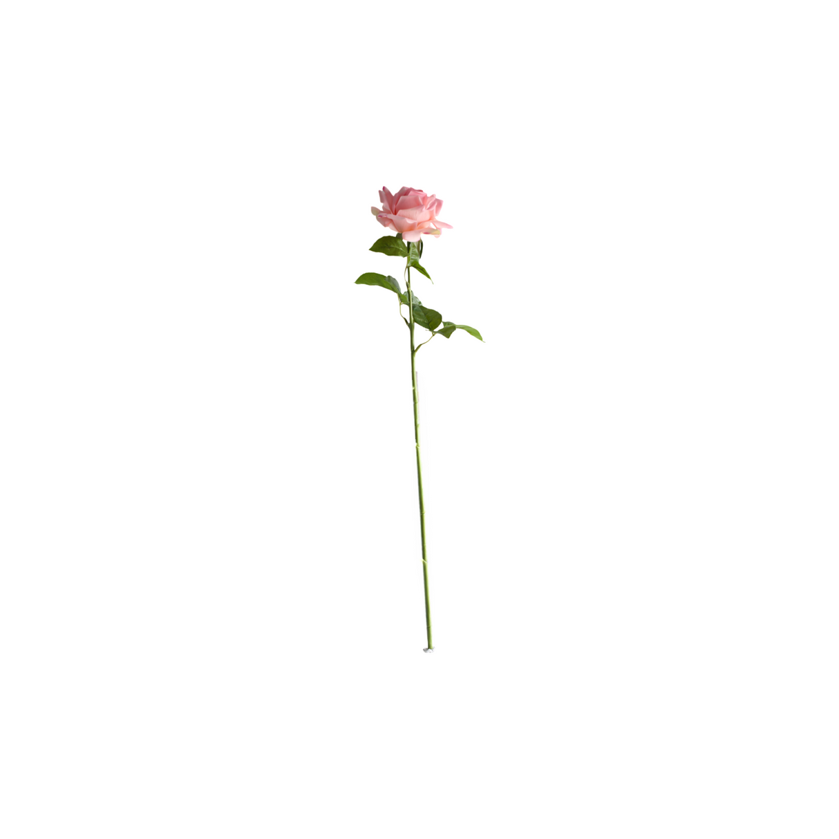 Rose roosa 64 cm