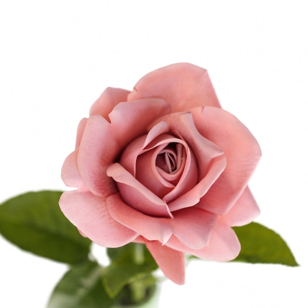 Rose vanha roosa 64 cm