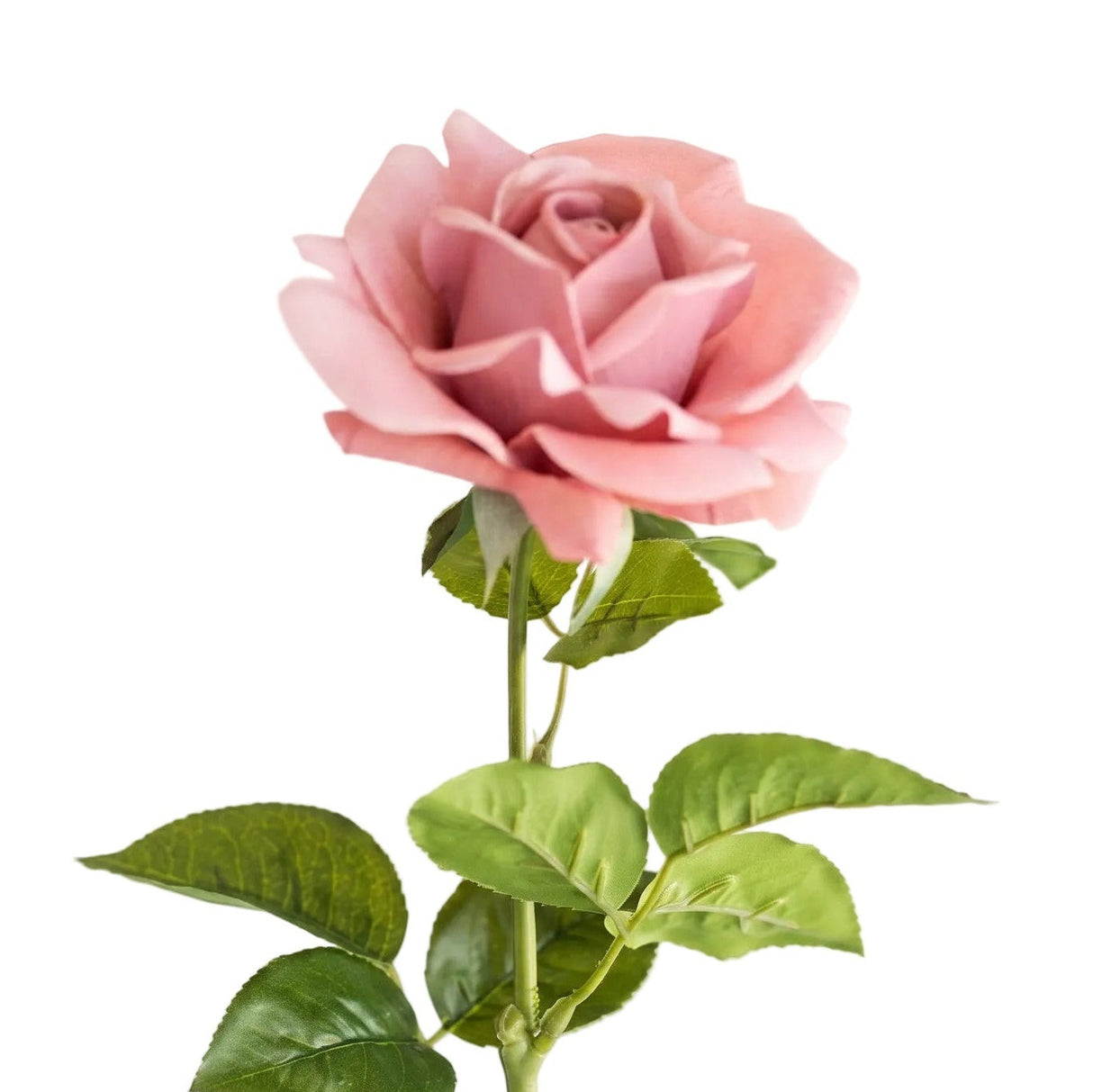 Rose vanha roosa 64 cm