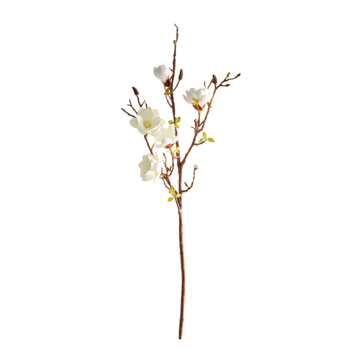 Magnolia valkoinen 106 cm