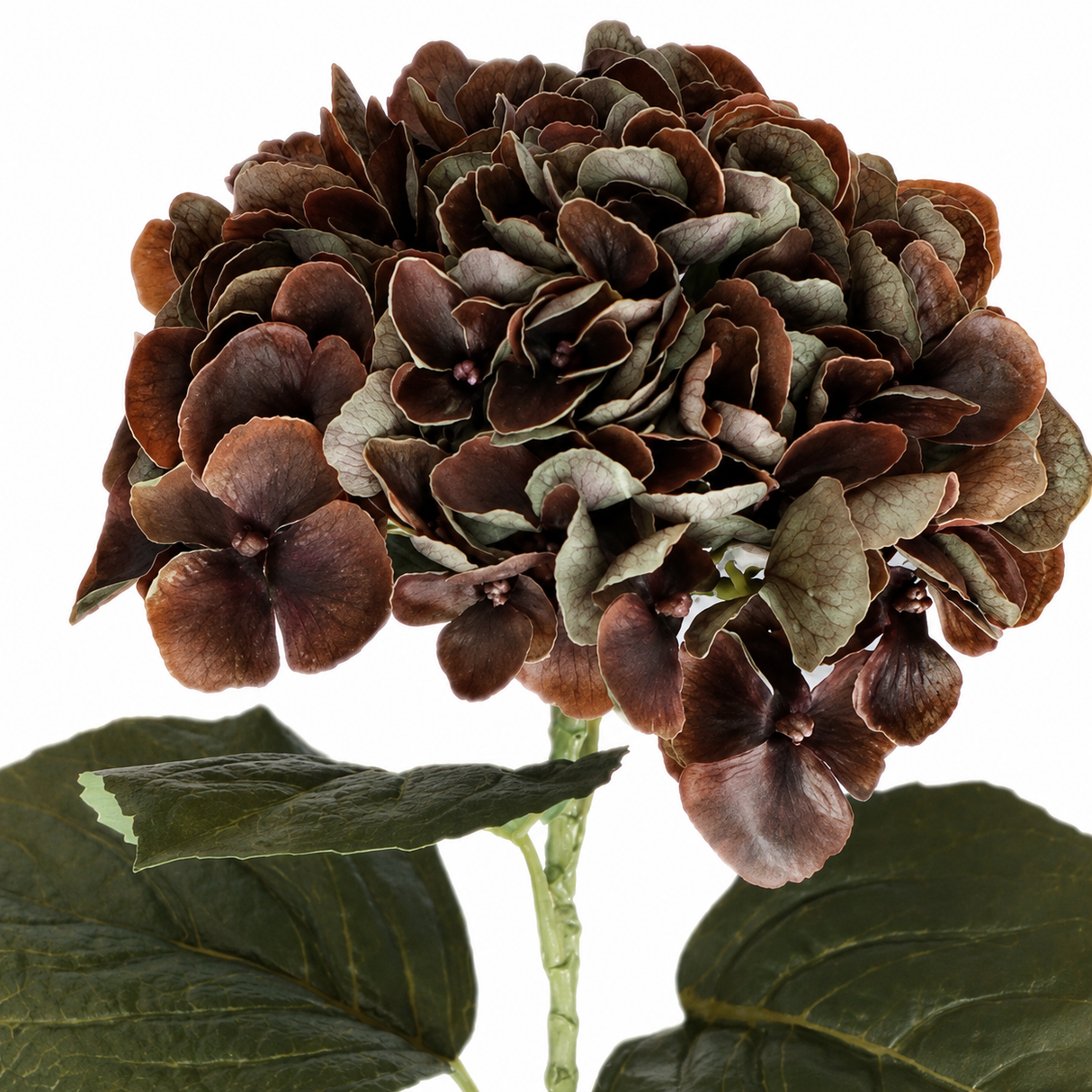 Hortensia ruskea 62 cm