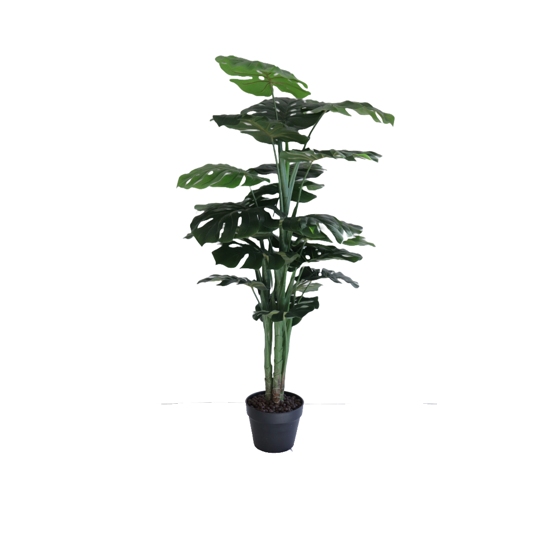 Flora Peikonlehti 120 cm