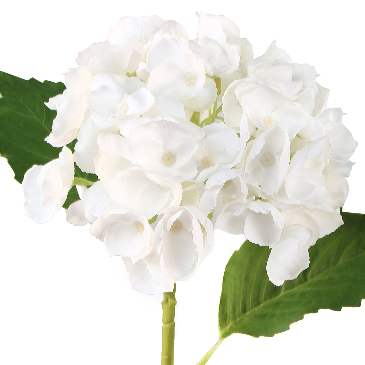 Hortensia valkoinen 3 kpl