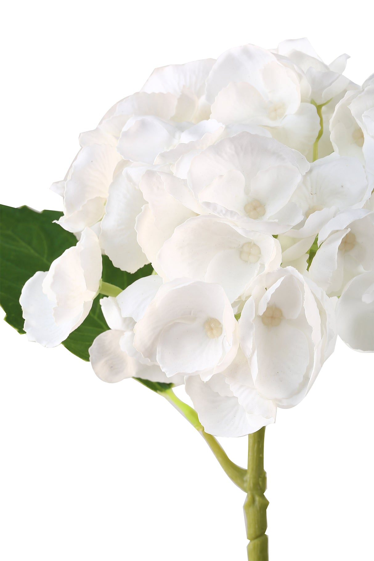 Hortensia valkoinen 3 kpl