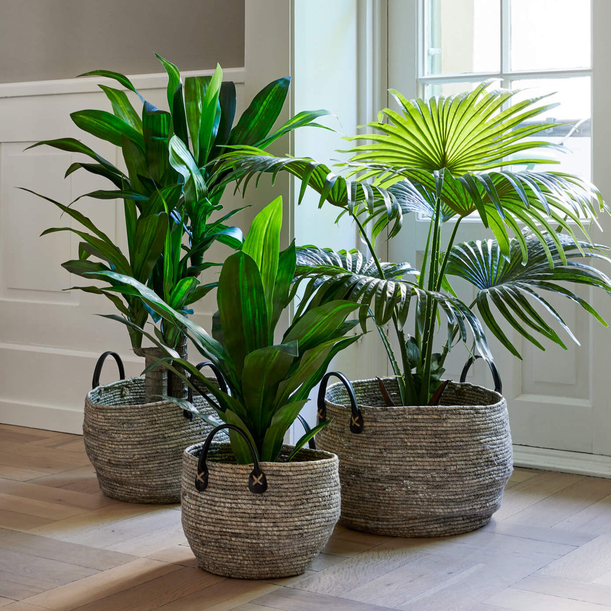 Flora Tuoksutraakkipuu 65 cm