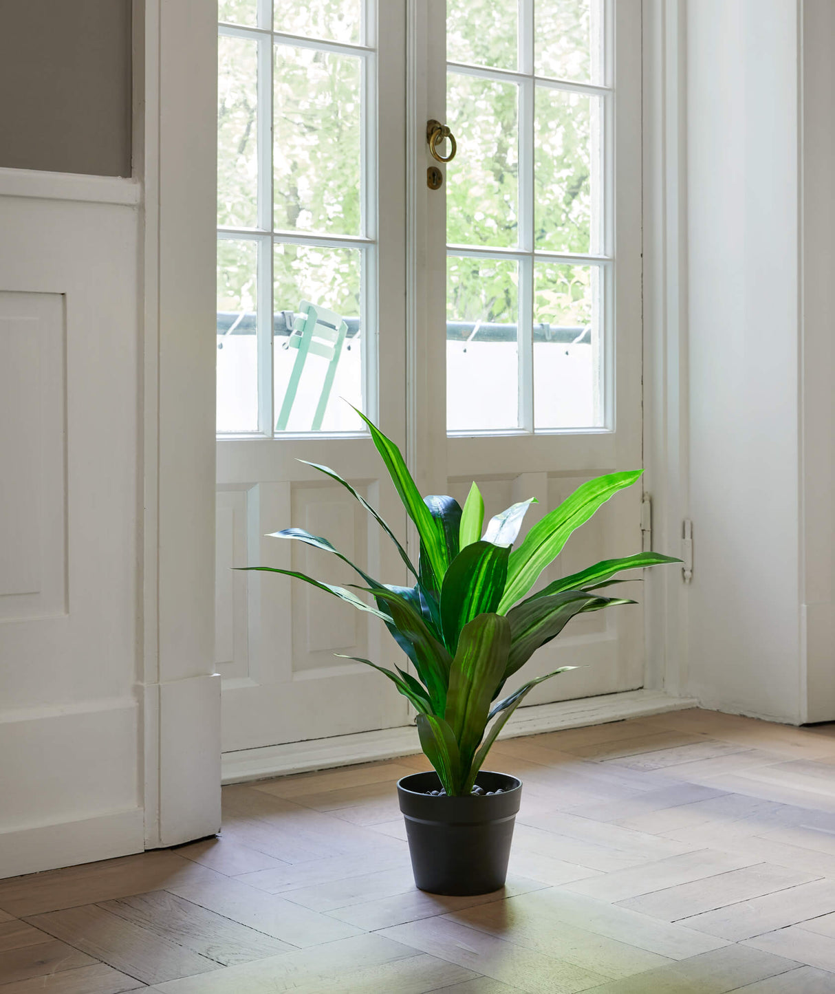 Flora Tuoksutraakkipuu 65 cm