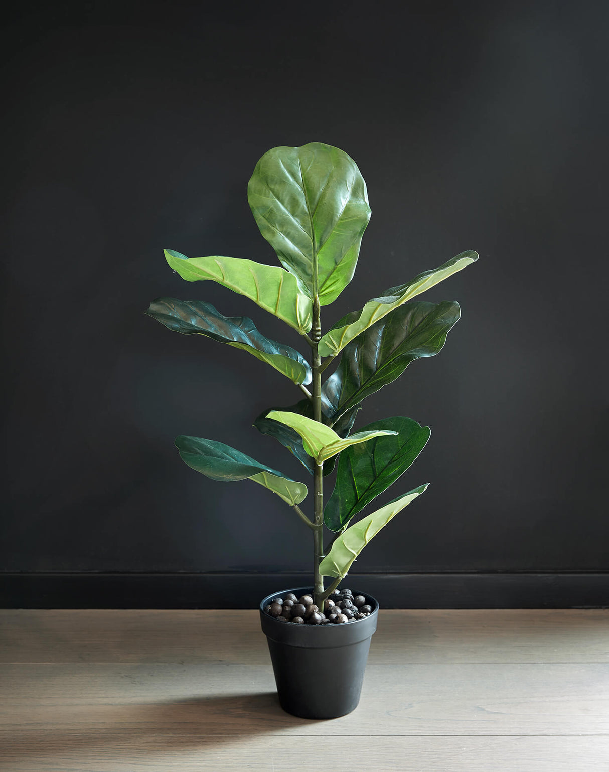 Flora Lyyraviikuna 50 cm