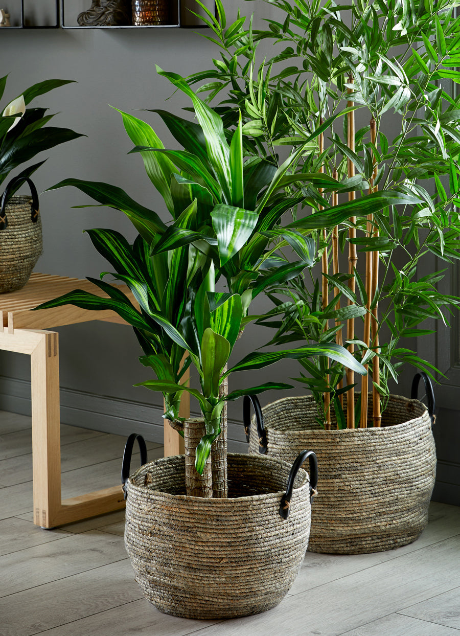 Flora tuoksutraakkipuu