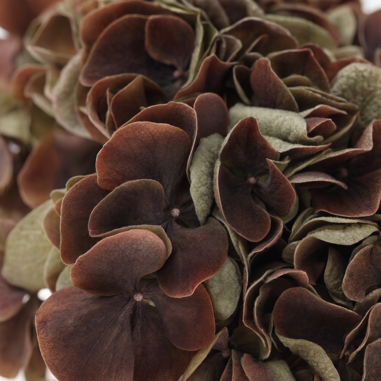 Hortensia ruskea 62 cm