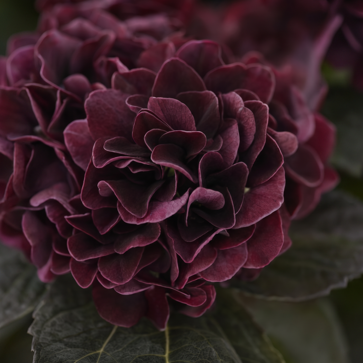 Hortensia viininpunainen 62 cm