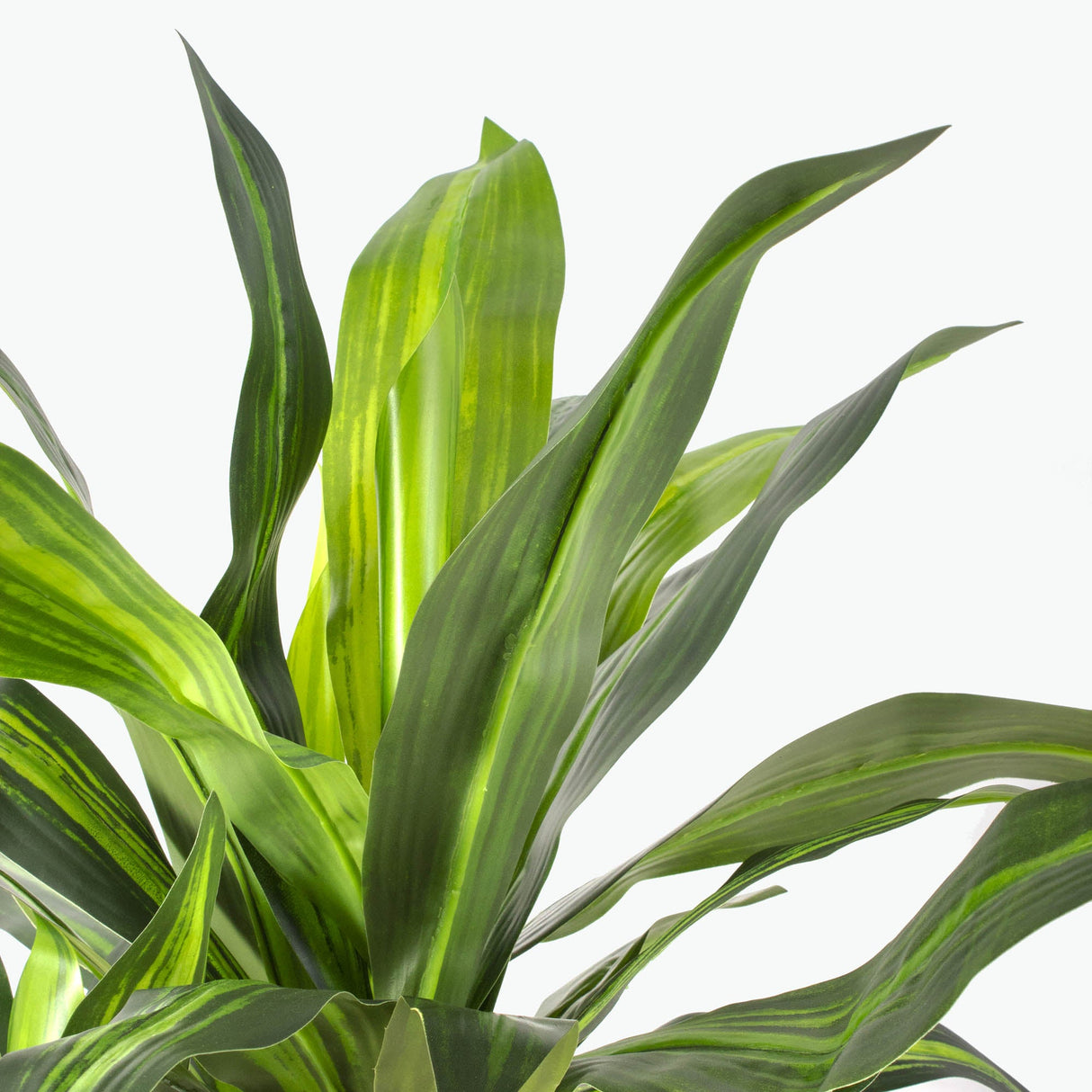 Flora tuoksutraakkipuu