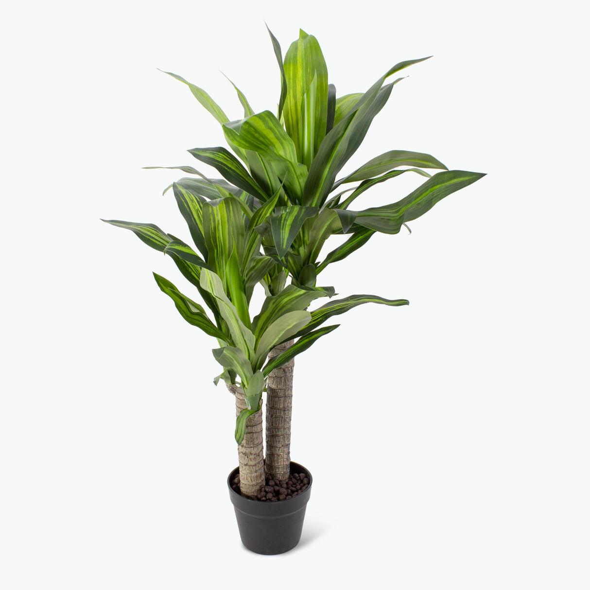 Flora tuoksutraakkipuu