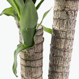 Flora tuoksutraakkipuu