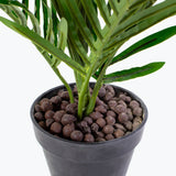 Flora palmu