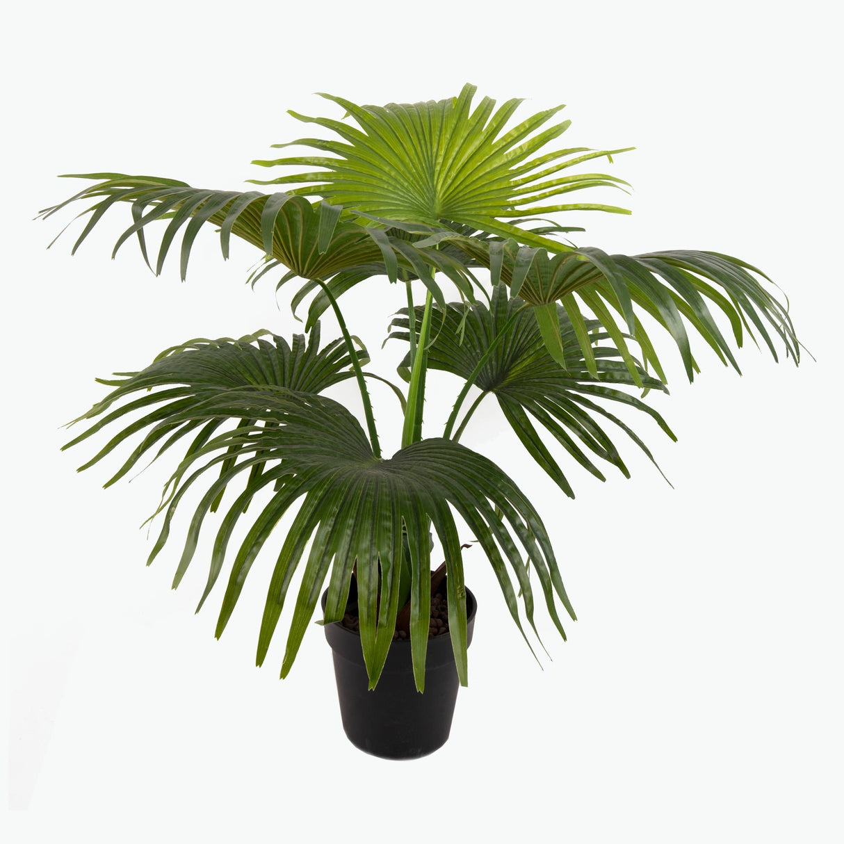Flora Palmu 80 cm