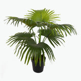 Flora Palmu 80 cm