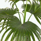 Flora Palmu 80 cm