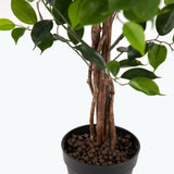 Flora Limoviikuna 90 cm