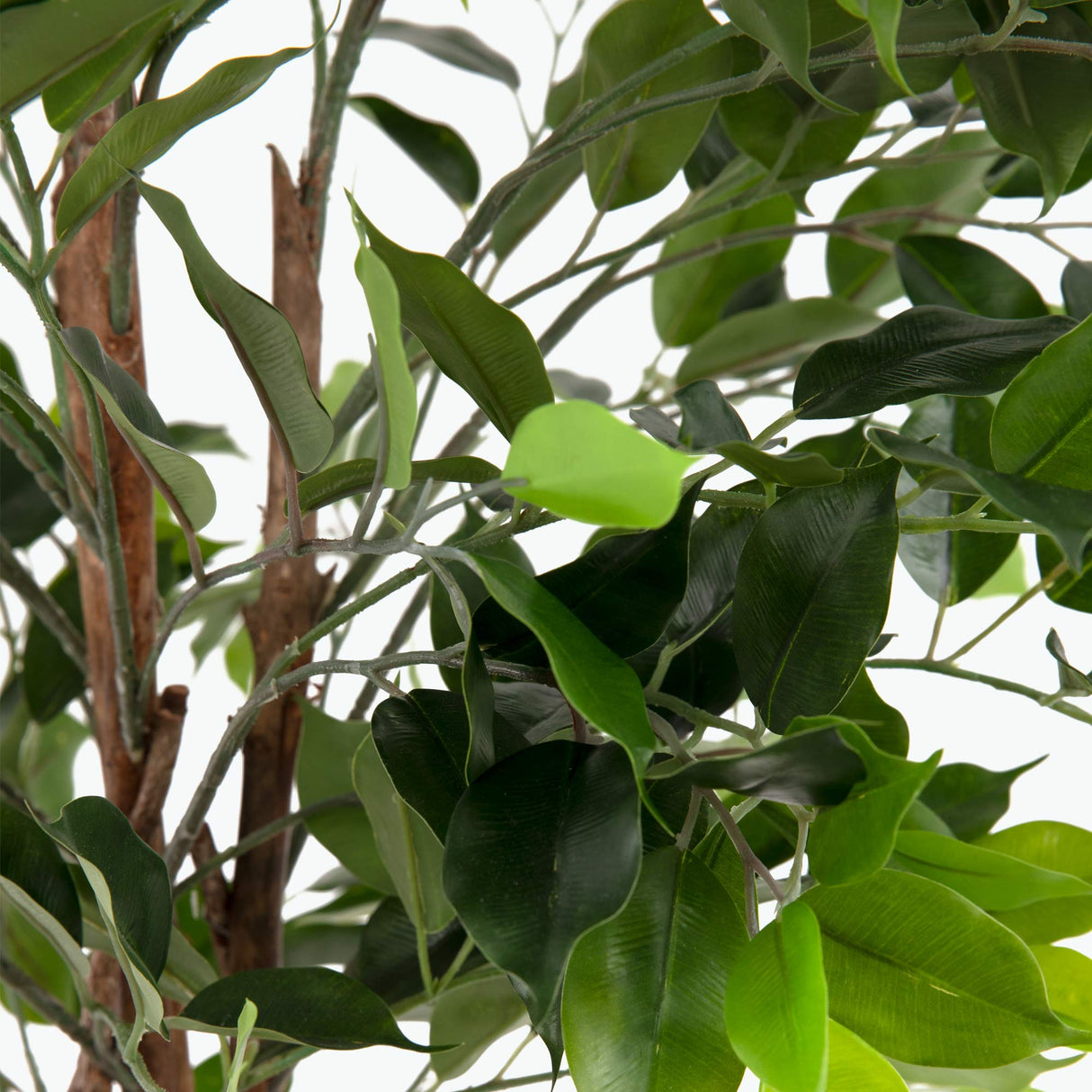 Flora Limoviikuna 90 cm