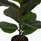 Flora Lyyraviikuna 50 cm