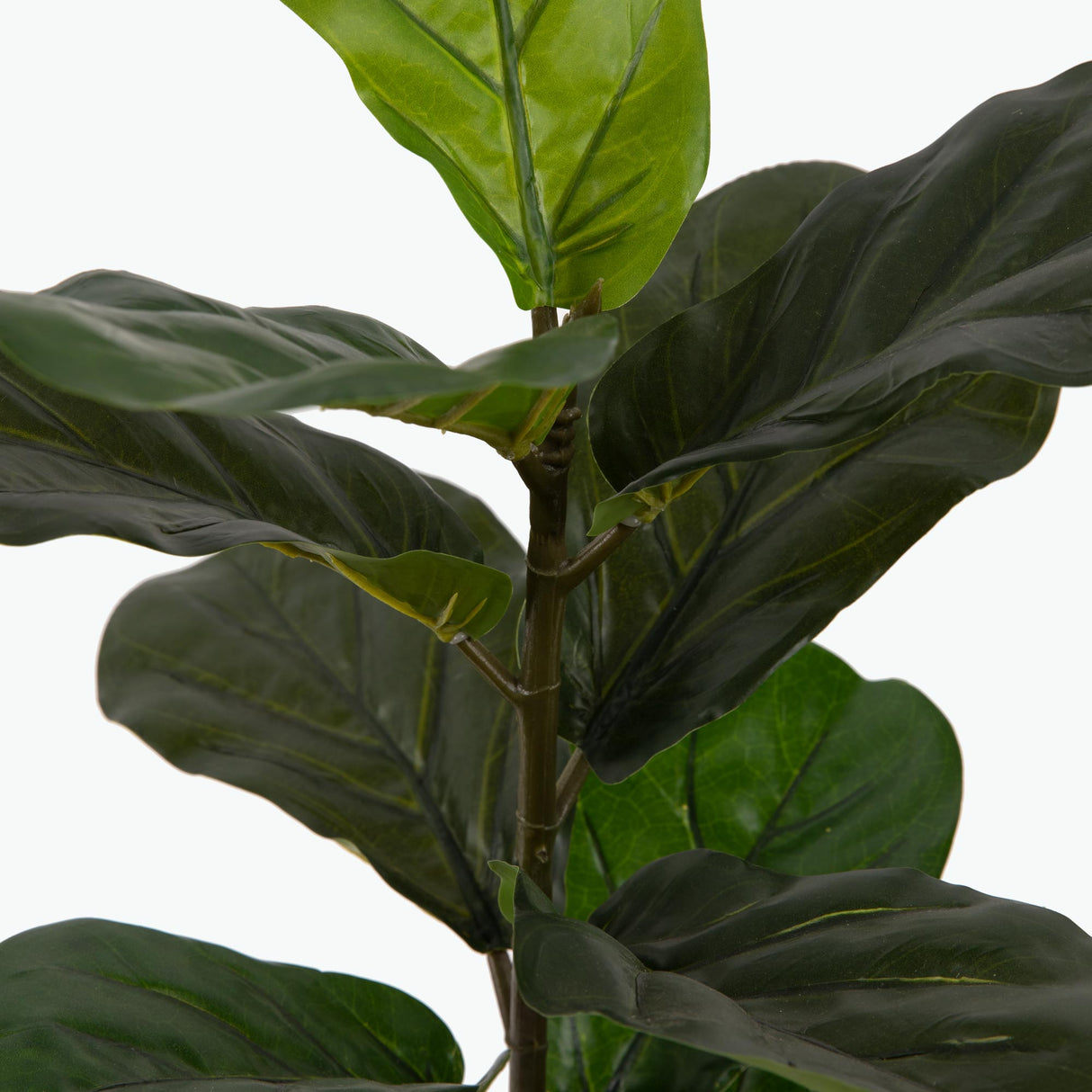 Flora Lyyraviikuna 50 cm