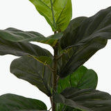 Flora Lyyraviikuna 50 cm