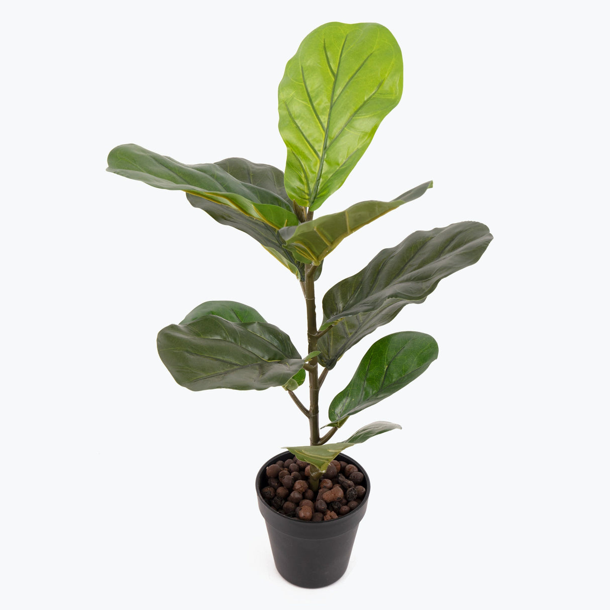 Flora Lyyraviikuna 50 cm