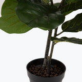 Flora Lyyraviikuna 100 cm
