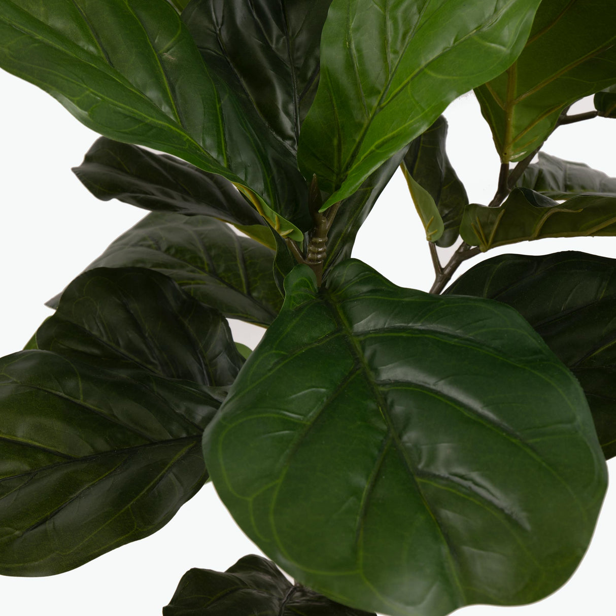 Flora Lyyraviikuna 100 cm