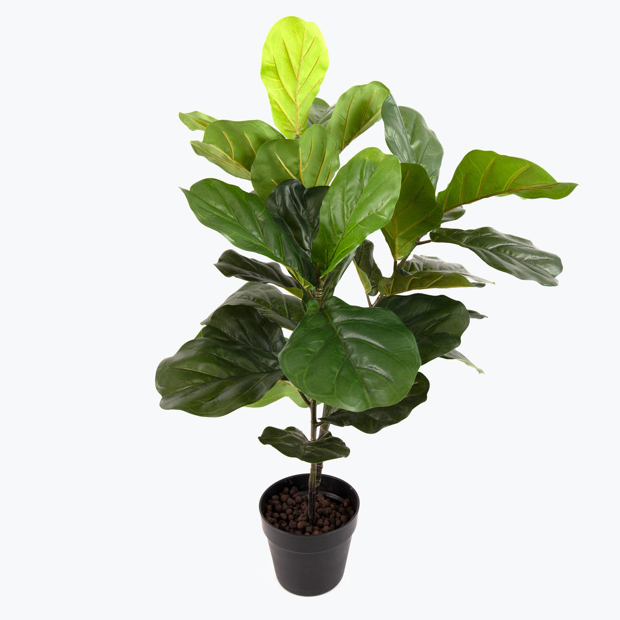 Flora Lyyraviikuna 100 cm