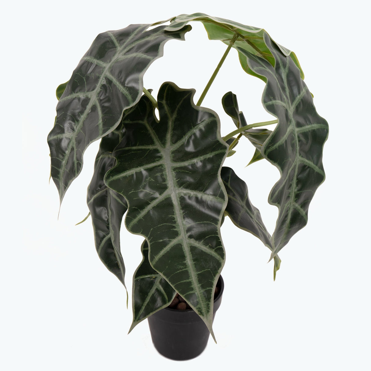 Flora Juurakkovehka 50 cm