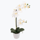 Flora Orkidea 51 cm