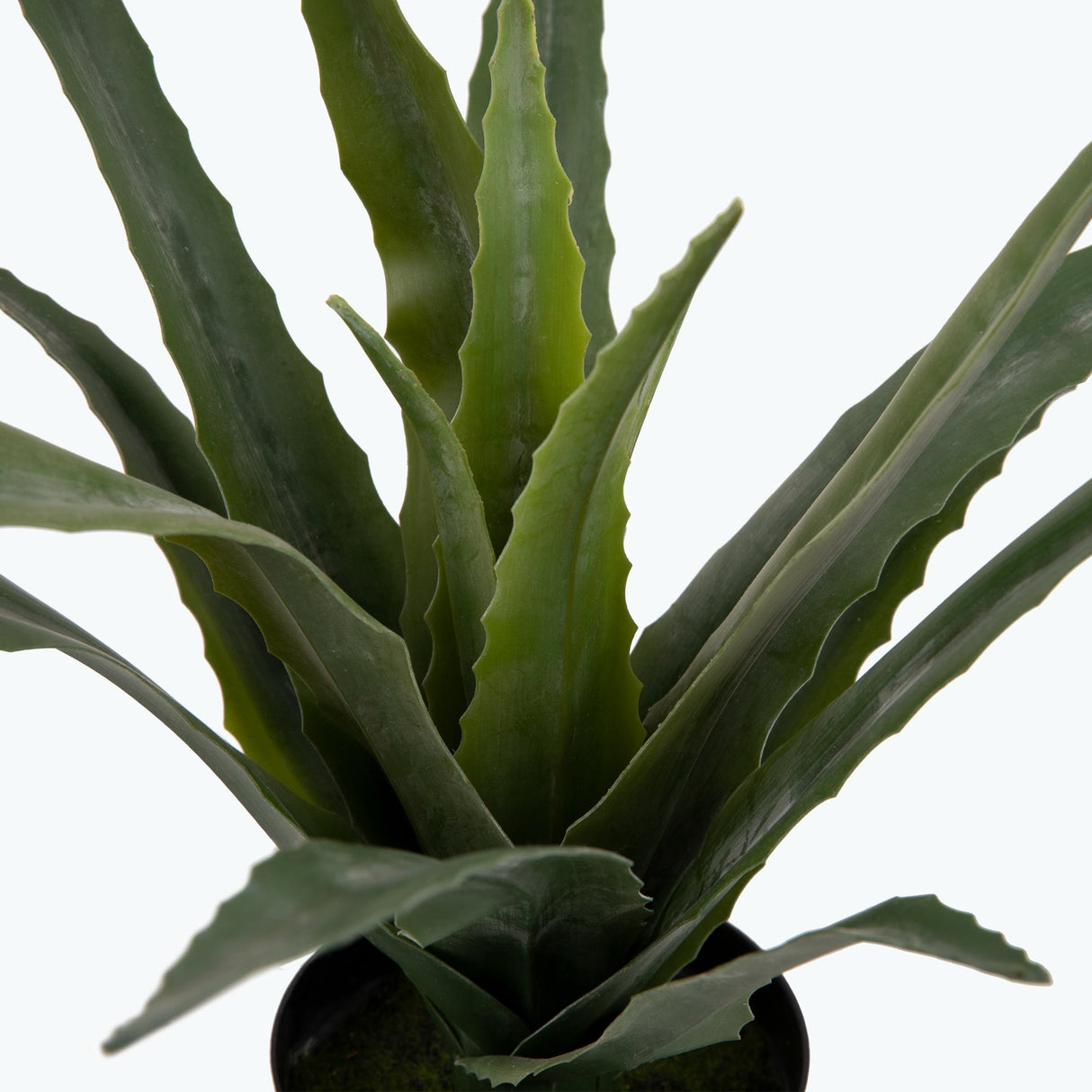 Flora Aloe Vera