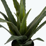 Flora Aloe Vera