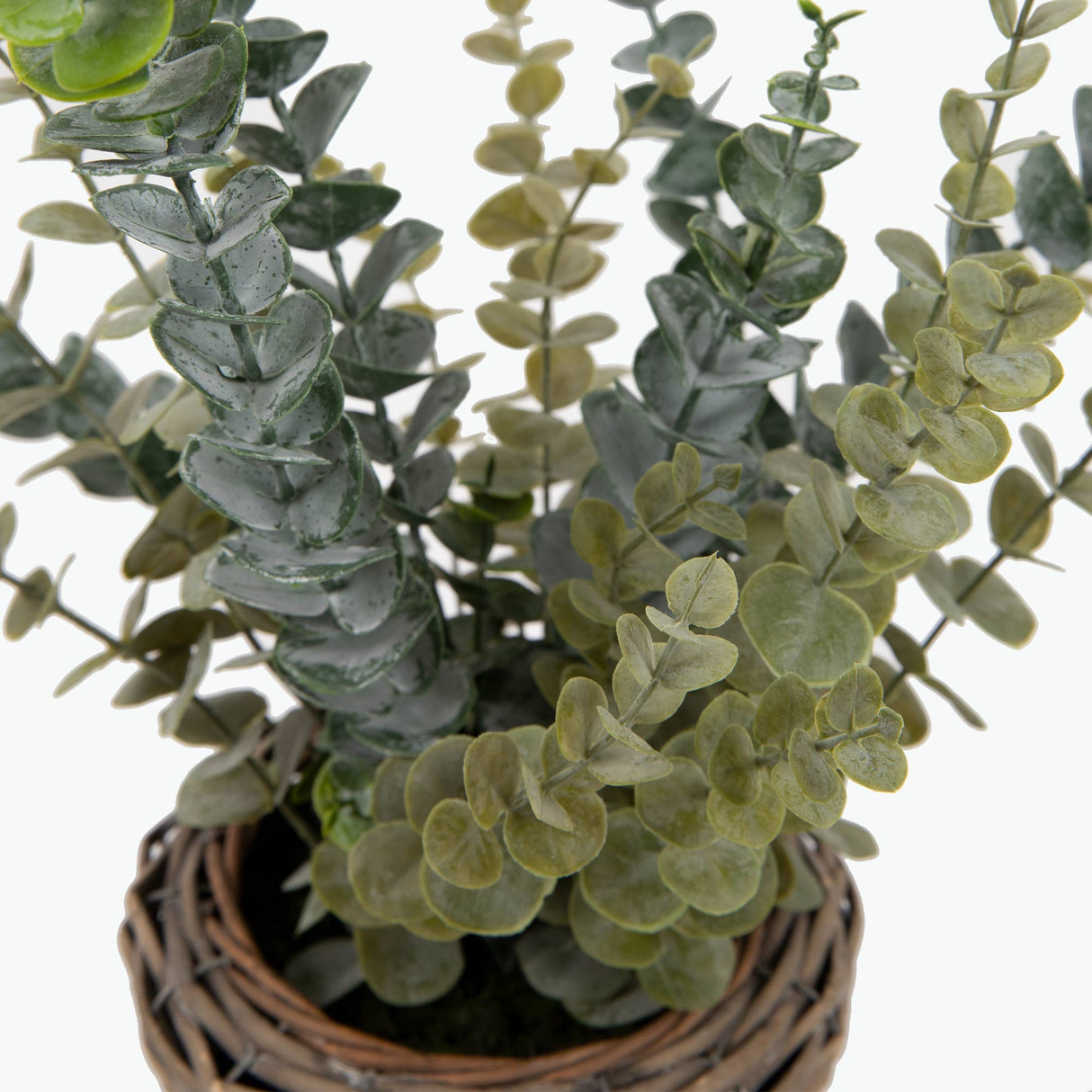 Flora Eukalyptus 50 cm