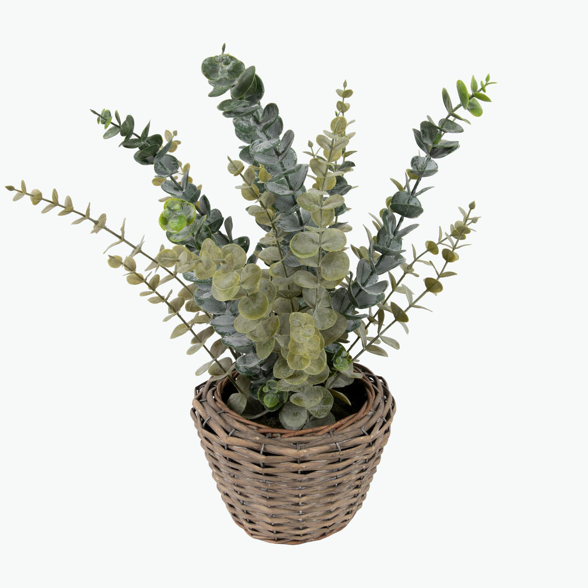 Flora Eukalyptus 50 cm